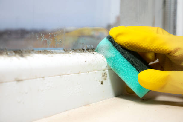 Best Fast Mold Removal  in Williamsport, MD