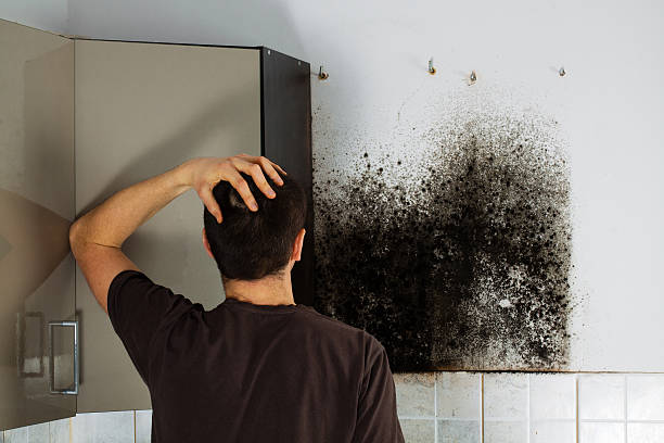 Best Professional Mold Removal  in Williamsport, MD