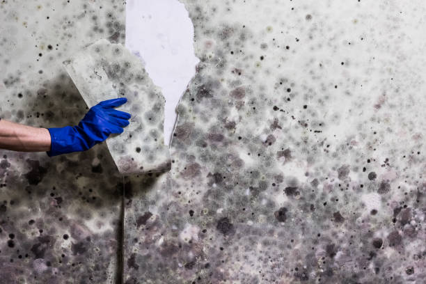 Best Black Mold Removal  in Williamsport, MD