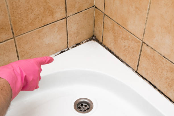 Best Attic Mold Removal  in Williamsport, MD